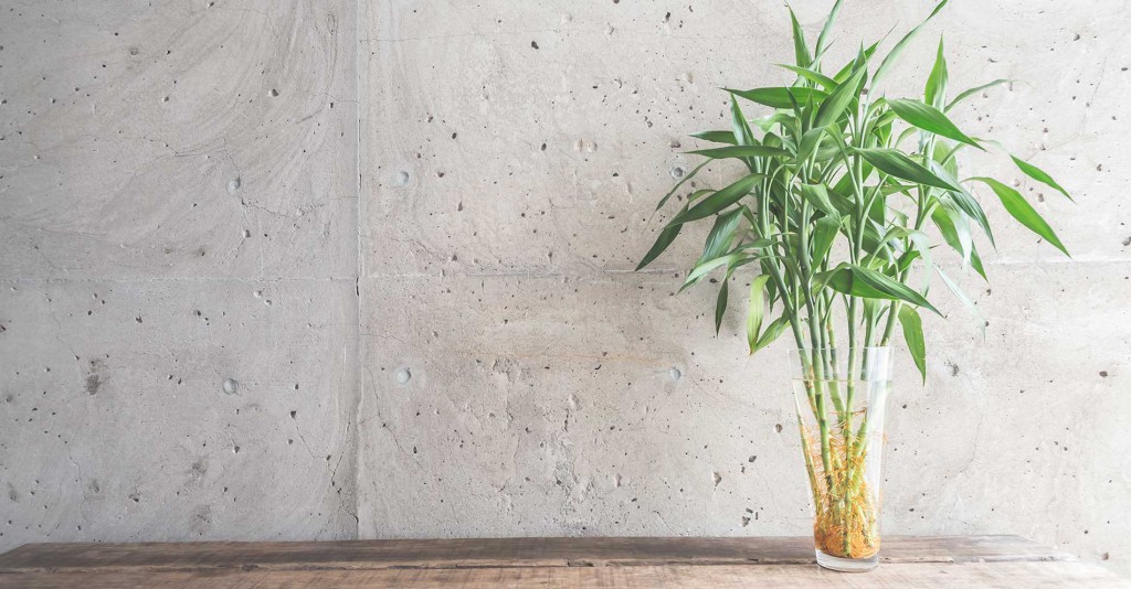 Conseil plante bambou