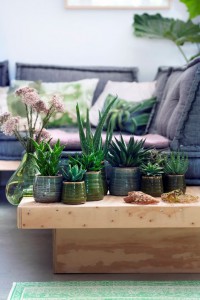 limmovation_immobilier_plantes_decoration