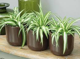 limmovation_immobilier_plantes_decoration