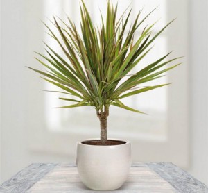 limmovation_immobilier_plantes_decoration