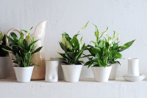 limmovation_immobilier_plantes_decoration