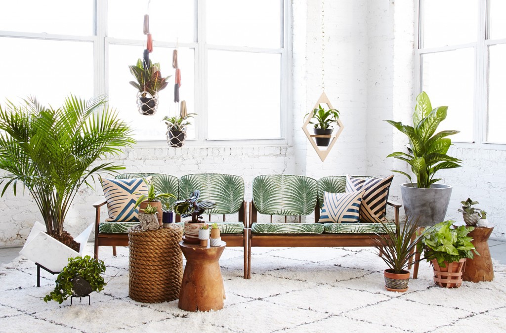 Conseil plantes dépolluantes pour une maison dracena ficus fleur de lune