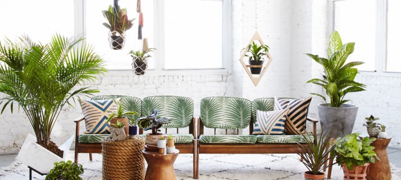Conseil plantes dépolluantes pour une maison dracena ficus fleur de lune