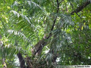 bambou-rotin-plantes-decoration-l-immovation-home-staging-toulouse